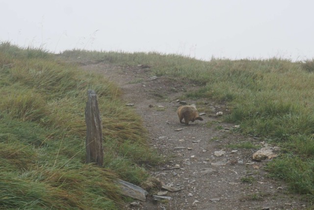 Pelzige Freunde Pelzige Freunde