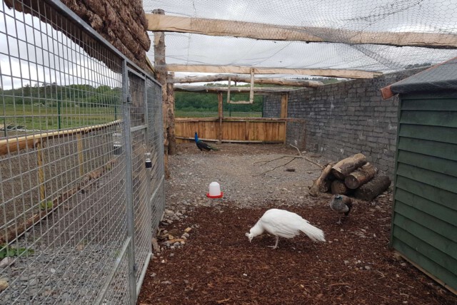 Katze mit Megaphone Katze mit Megaphone