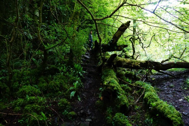 Fairy Glen Sligo